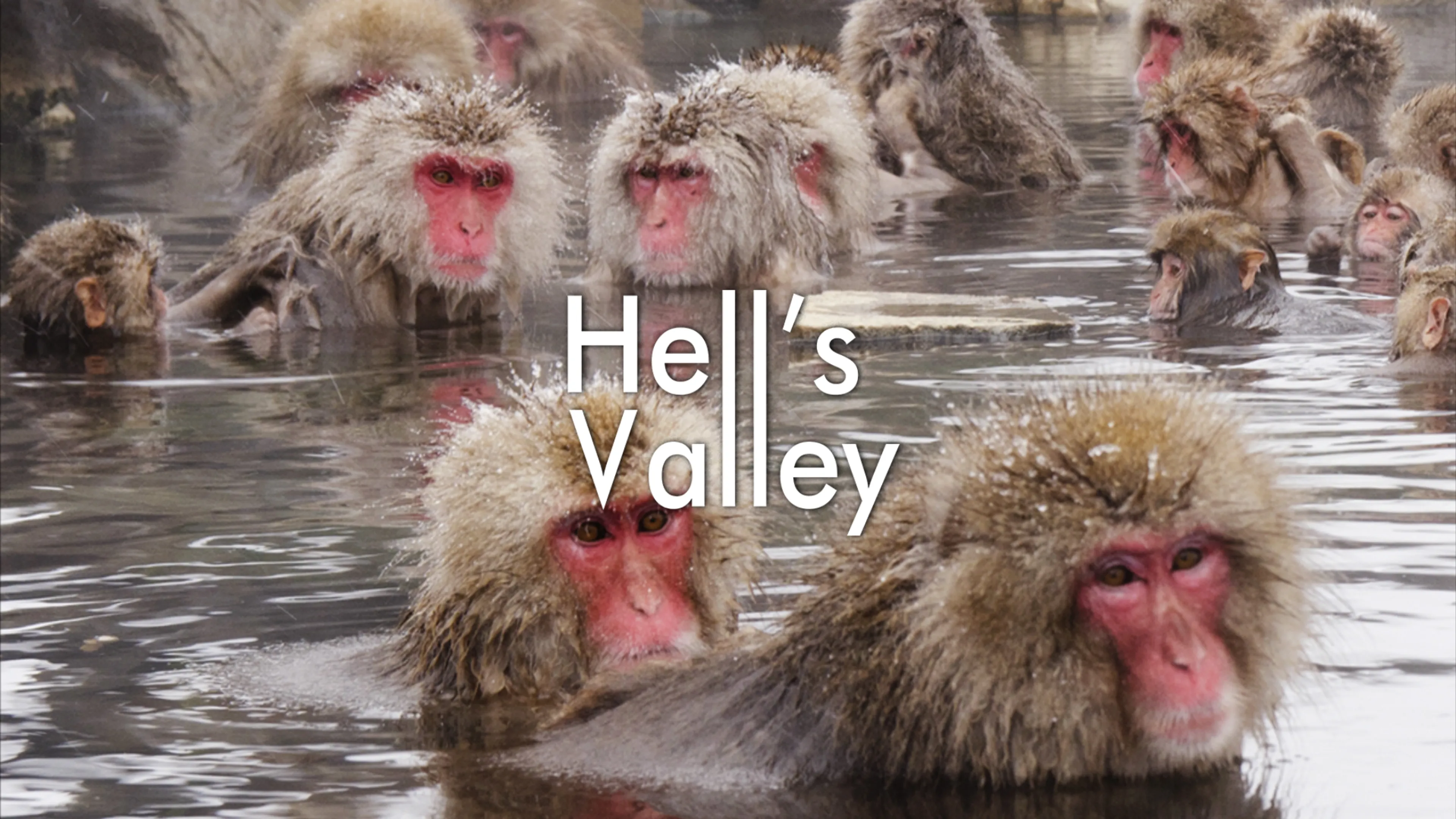 Hell's Valley: Japan's Snow Monkeys poster